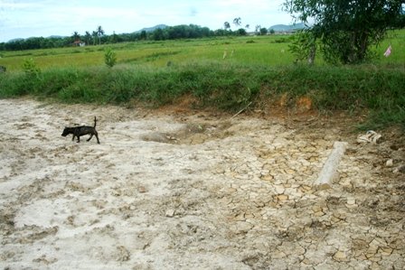 Một[-]ruộng[-]lúa[-]nhỏ[-]đã[-]bị[-]hư[-]hại[-]hoàn[-]toàn[-]không[-]thể[-]canh[-]tác[-]được[-]bởi[-]rác